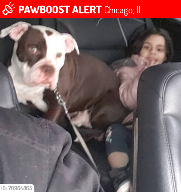Lost Male Dog last seen Near n lincoln ave chicago il 60659, Chicago, IL 60659