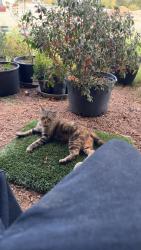 Reunited Male Cat last seen Near Ballycastle Dr, Plano, TX 75074, USA, Plano, TX 75074