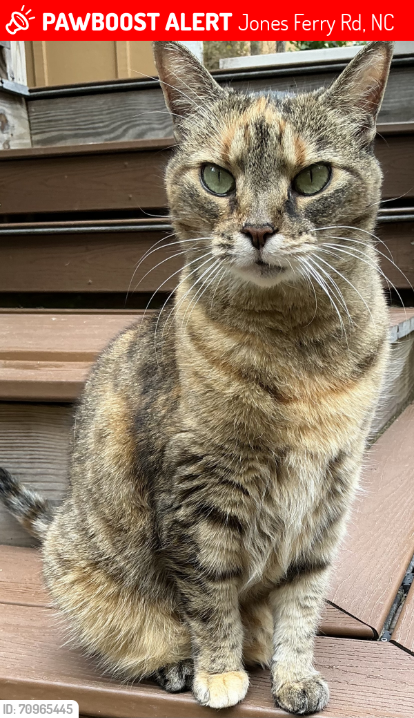 Lost Female Cat last seen Crawford Dairy Road, Jones Ferry Rd, NC 27516