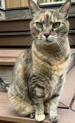 Lost Female Cat last seen Crawford Dairy Road, Jones Ferry Rd, NC 27516