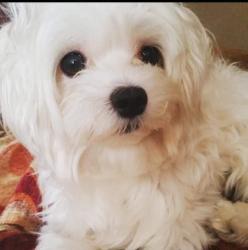 Lost Male Dog last seen 93rd Avenue and SW 40 St Miami FL 33165, Miami, FL 33165