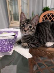 Lost Male Cat last seen E. Scenic & Menge , Pass Christian, MS 39571