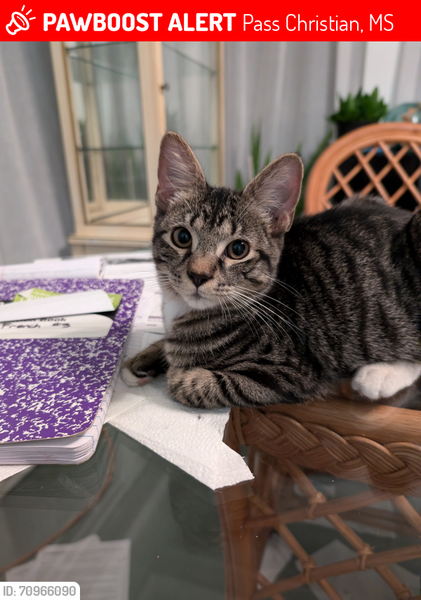 Lost Male Cat last seen E. Scenic & Menge , Pass Christian, MS 39571
