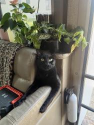 Reunited Male Cat last seen Mountain Shadows Rv Resort, Dr , Draper, UT 84020