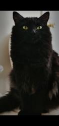Lost Male Cat last seen East Rock Dog Park, New Haven, CT 06511