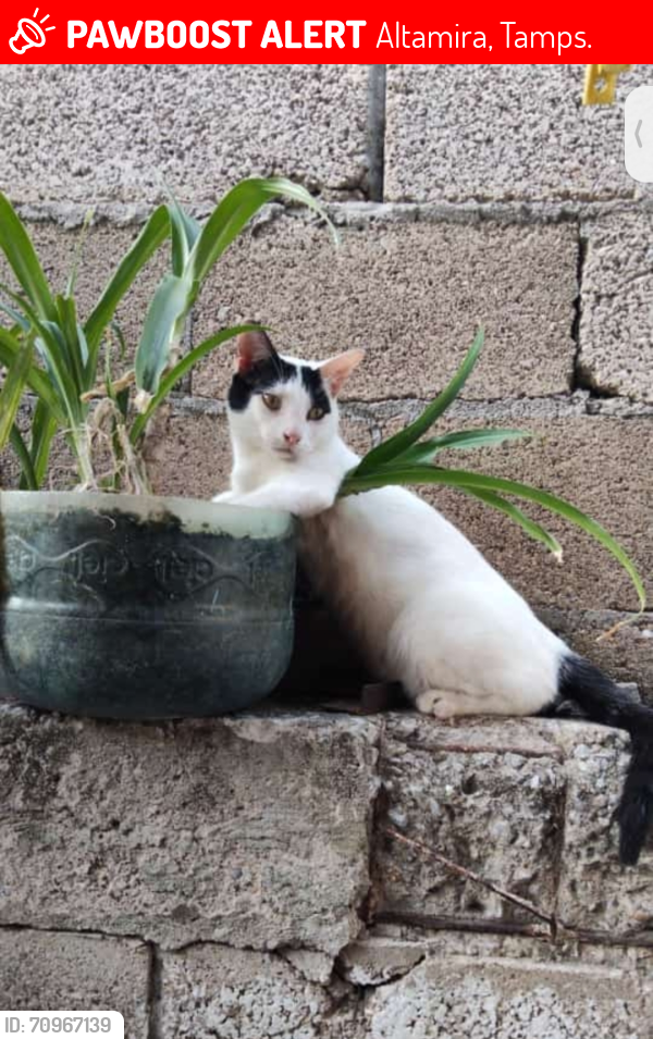 Lost Male Cat last seen Secundaria #84, Altamira, Tamps. 89607