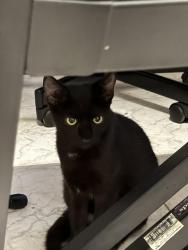 Lost Unknown Cat last seen Coral Gables municipality across the street , Coral Gables, FL 33134