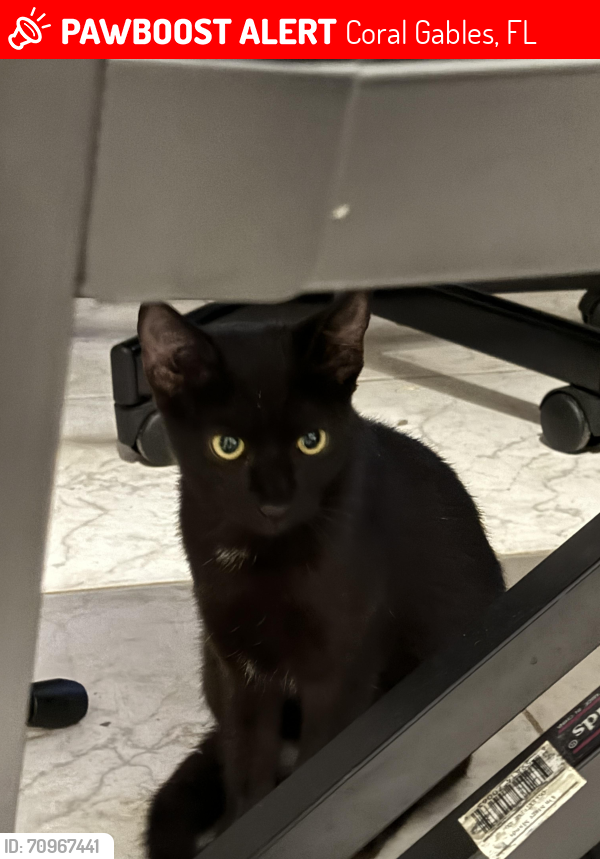 Lost Unknown Cat last seen Coral Gables municipality across the street , Coral Gables, FL 33134