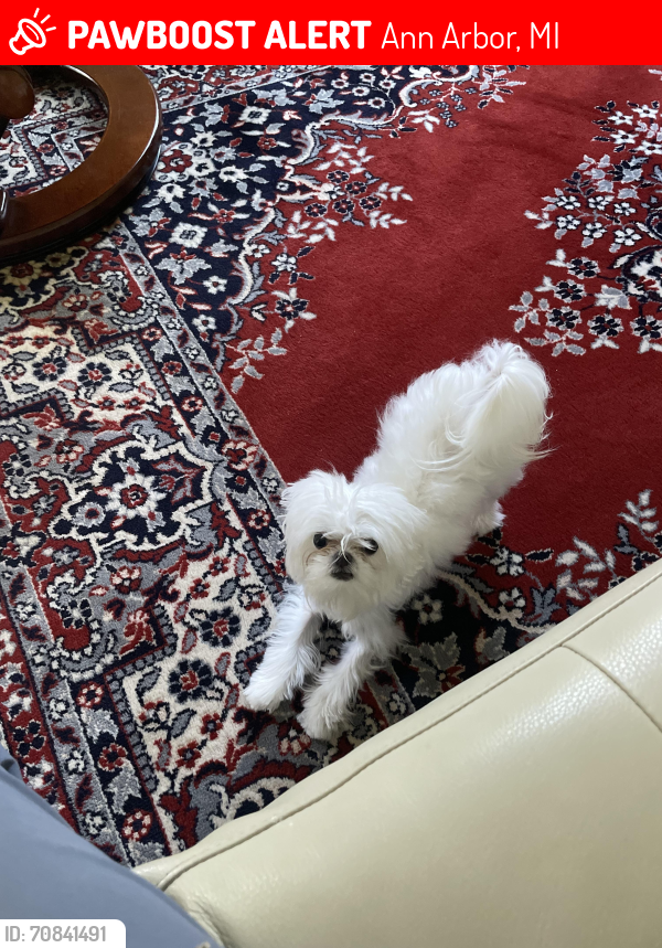 Lost Male Dog last seen Near Briar Pkwy,, Ann Arbor, 48108, Ann Arbor, MI 48108