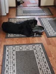 Lost Female Dog last seen Countryhomes , Spokane, WA 99208