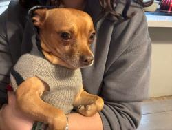 Lost Male Dog last seen Berkeley rd, Phoenix, AZ 85035