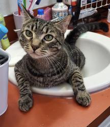 Reunited Male Cat last seen NW 119th street and NW 13th street, Vancouver, WA 98685