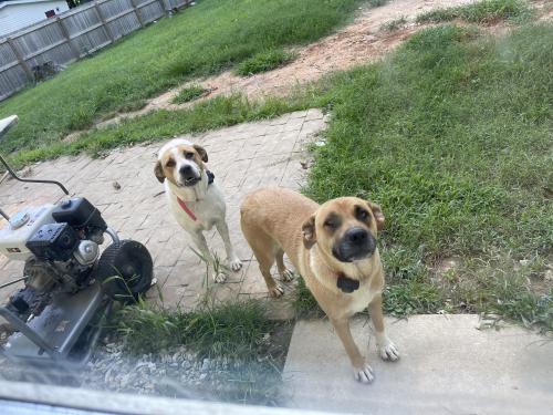 Lost and shops found dogs of wilson