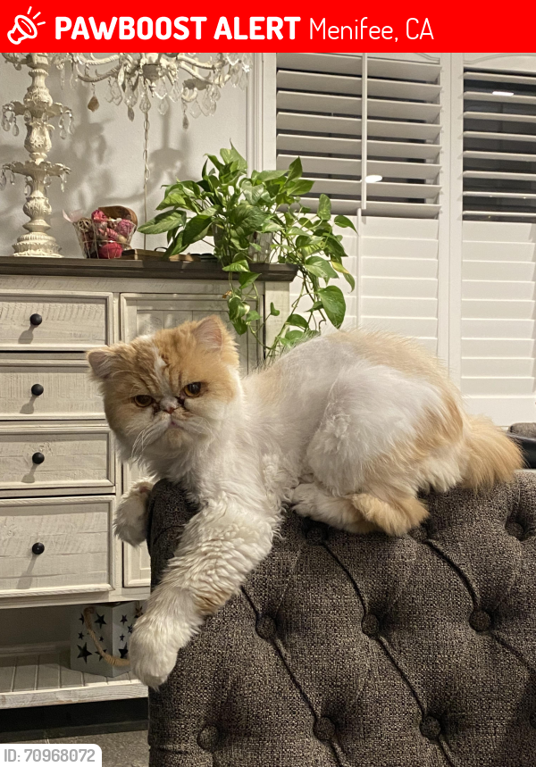 Lost Male Cat last seen La Piedra Road , Menifee, CA 92584