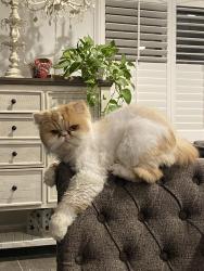 Lost Male Cat last seen La Piedra Road , Menifee, CA 92584