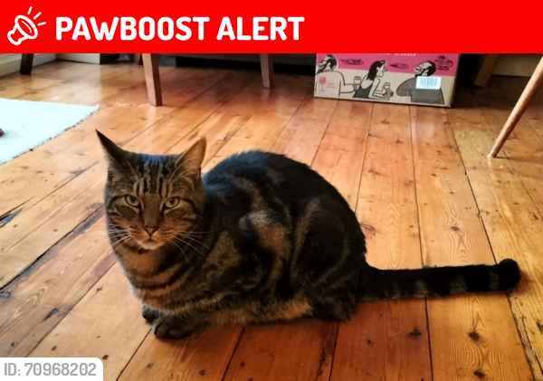 Lost Male Cat last seen St Dunstans Avenue (near Friars Gardens), Greater London, England W3