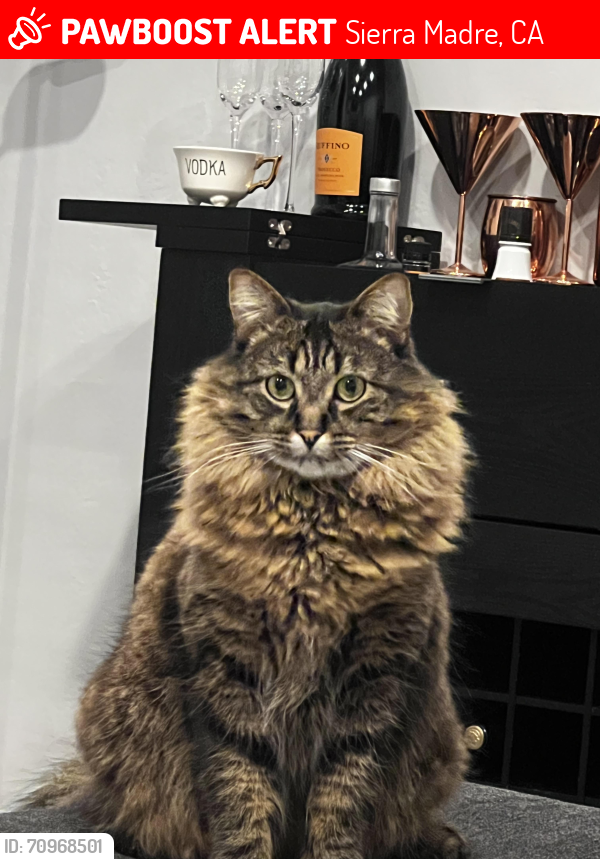 Lost Male Cat last seen Mariposa in between Lima and Hermosa , Sierra Madre, CA 91024