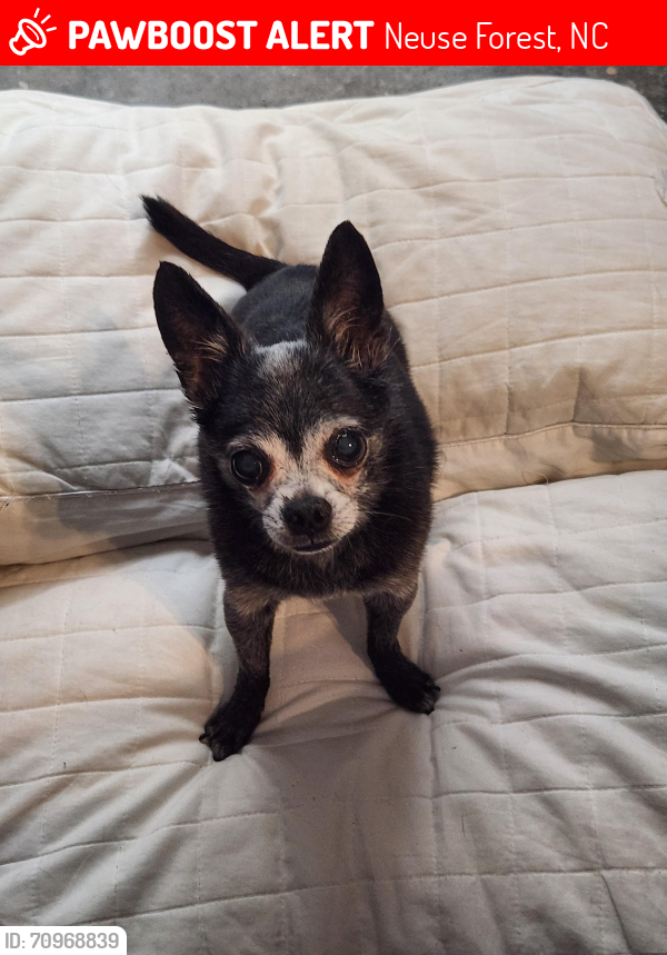 Lost Male Dog last seen Lakeside Green Dr and Blackheath Dr, Neuse Forest, NC 28560