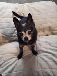 Lost Male Dog last seen Lakeside Green Dr and Blackheath Dr, Neuse Forest, NC 28560