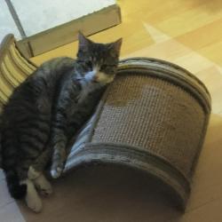 Lost Male Cat last seen Near Way North , St. Petersburg, FL 33709
