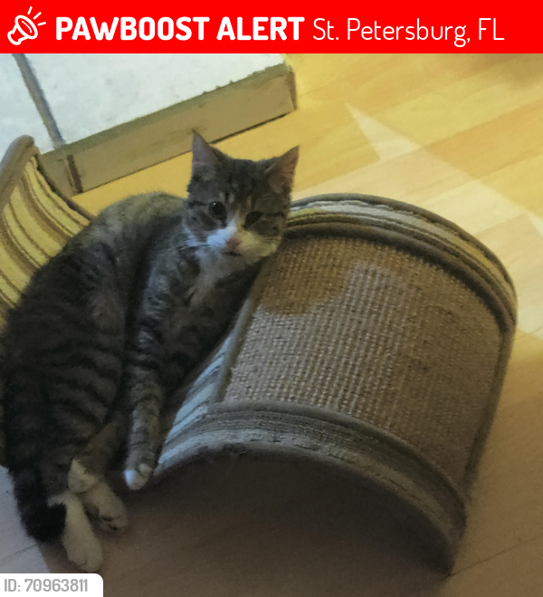 Lost Male Cat last seen Near Way North , St. Petersburg, FL 33709