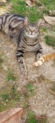 Lost Male Cat last seen Dover St/Mississippi headed toward Racine Dr. under wood fence., Mobile, AL 36618