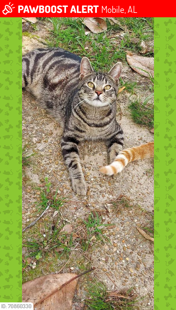 Lost Male Cat last seen Dover St/Mississippi headed toward Racine Dr. under wood fence., Mobile, AL 36618