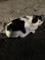Lost Male Cat last seen Oriskany Blvd, Yorkville, NY 13495