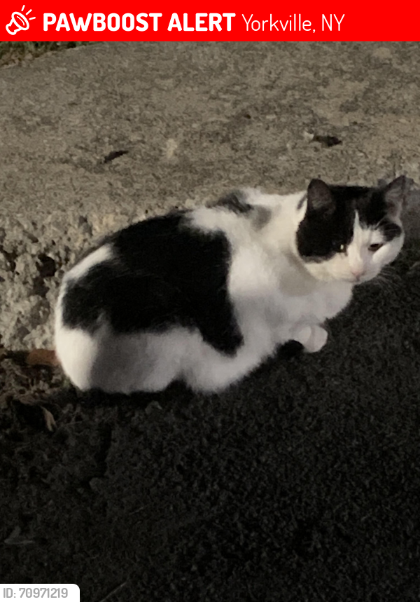 Lost Male Cat last seen Oriskany Blvd, Yorkville, NY 13495
