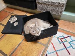 Lost Male Cat last seen Las Colinas Lane NE & Edith,  North Valley , Albuquerque, NM 87113