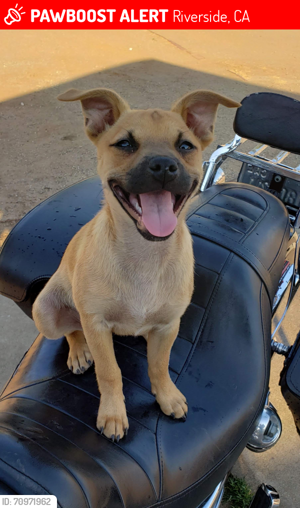 Lost Female Dog last seen Granite Hill and pyrite, Riverside, CA 92509
