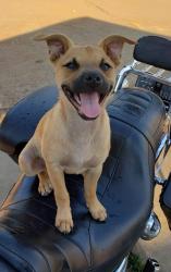 Lost Female Dog last seen Granite Hill and pyrite, Riverside, CA 92509