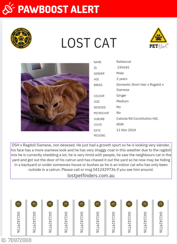 Lost Male Cat last seen Caloola road, Bulli Rd Constitution Hill NSW 2145, Constitution Hill, NSW 2145