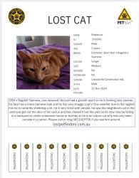 Lost Male Cat last seen Caloola road, Bulli Rd Constitution Hill NSW 2145, Constitution Hill, NSW 2145