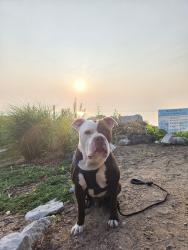 Lost Male Dog last seen Lincoln Village 5th/3rd Bank Parking Lot  , Chicago, IL 60659