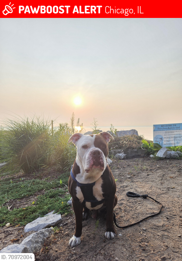 Lost Male Dog last seen Lincoln Village 5th/3rd Bank Parking Lot  , Chicago, IL 60659