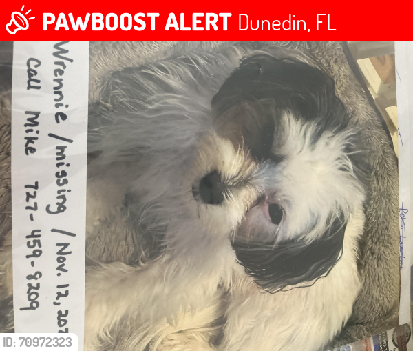 Lost Female Dog last seen Winn Dixie , Dunedin, FL 34698