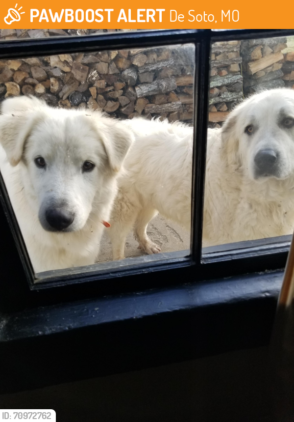 Found/Stray Male Dog last seen Saddle Creek Subdivision, De Soto, MO 63020