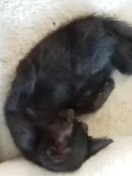 Lost Female Cat last seen N Cavalier Dr, San Tan Valley, AZ 85143, Queen Creek, AZ 85143