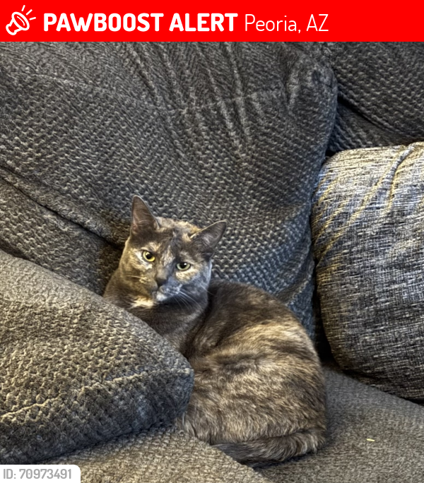 Lost Female Cat last seen 89th & Union Hills, Peoria, AZ 85382