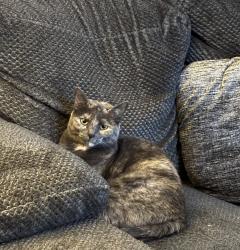 Lost Female Cat last seen 89th & Union Hills, Peoria, AZ 85382