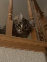 Lost Female Cat last seen asilomar, Antioch, CA 94509