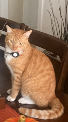 Lost Male Cat last seen Near Renlee Place Orlando Fl 32803, Orlando, FL 32803