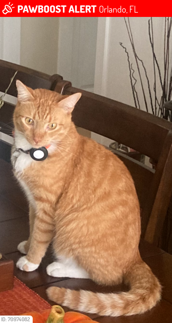 Lost Male Cat last seen Near Renlee Place Orlando Fl 32803, Orlando, FL 32803