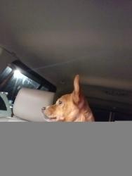 Lost Female Dog last seen State route 266 between Pennsville and Stockport, Stockport, OH 43787