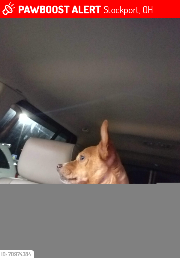 Lost Female Dog last seen State route 266 between Pennsville and Stockport, Stockport, OH 43787