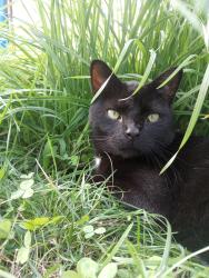 Lost Male Cat last seen Hampton Court, twp Line Road , Butler, PA 16002