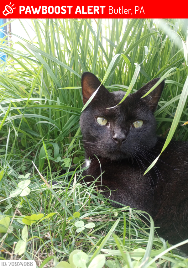 Lost Male Cat last seen Hampton Court, twp Line Road, Butler, PA 16002