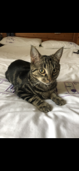Lost Male Cat last seen Queens Terrace, South Ayrshire, Scotland KA9