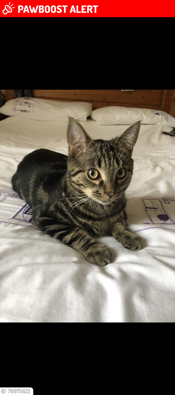 Lost Male Cat last seen Queens Terrace, South Ayrshire, Scotland KA9